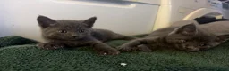 Scottish Fold cats for sale: 🐾 Beautiful Scottish Mix Kittens 🐾 - Advert 10