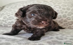 Toy Poodle dogs for sale: Mikipoos  - Image 3