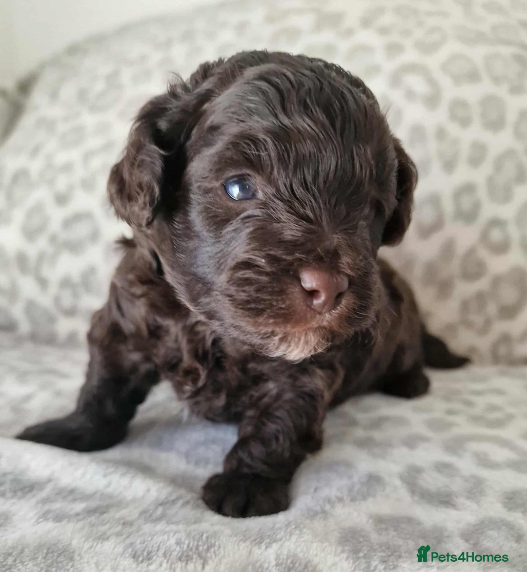 Toy Poodle dogs for sale: Mikipoos  - Image 3
