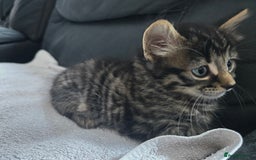 Mixed Breed cats for sale:  tabby kittens  - Image 5