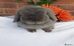 Mini Lop rabbits for sale: 16 months mini lop lilac Doe available  in Retford - Image 3