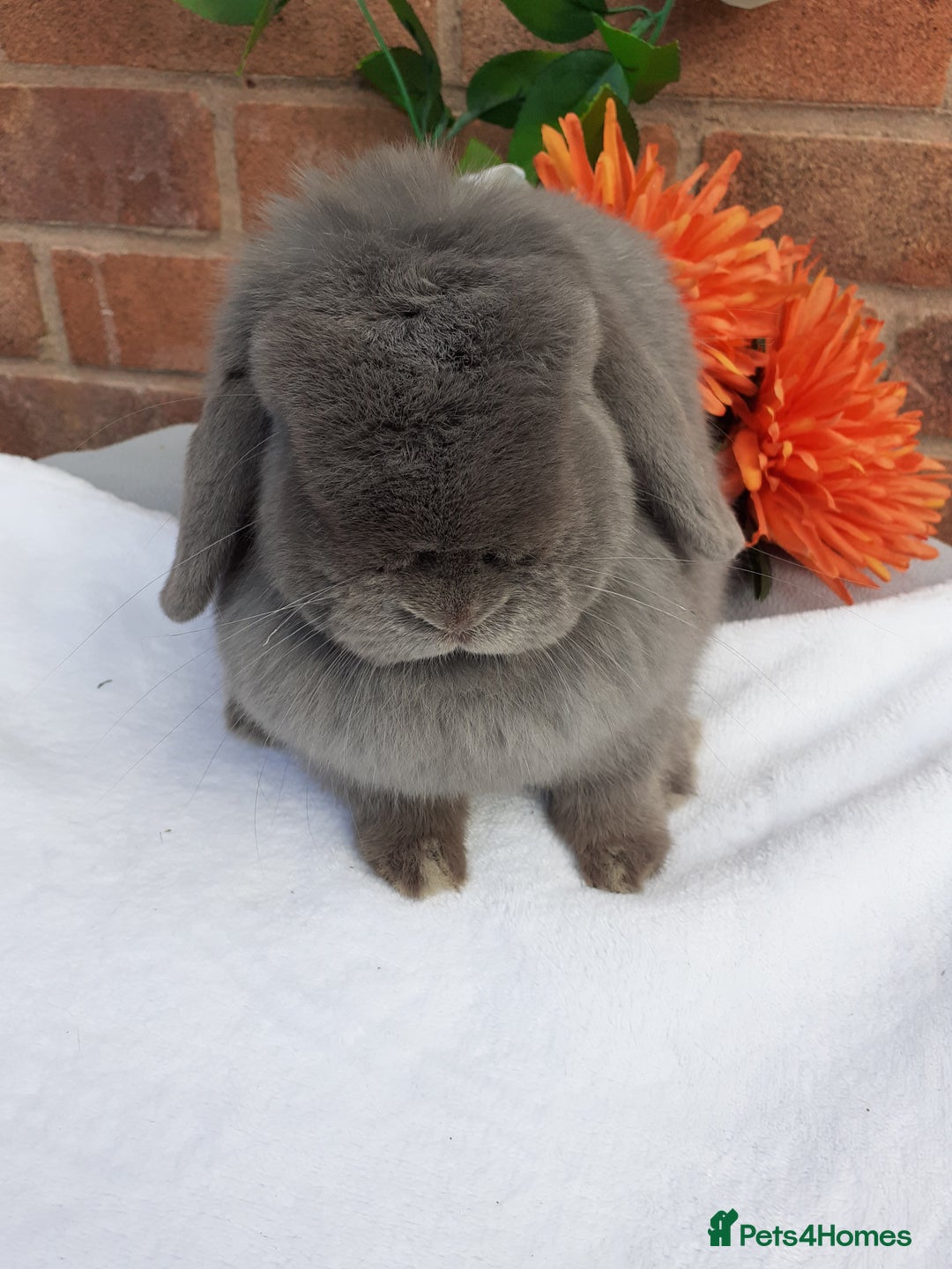Mini Lop rabbits for sale: 16 months mini lop lilac Doe available  in Retford - Image 3