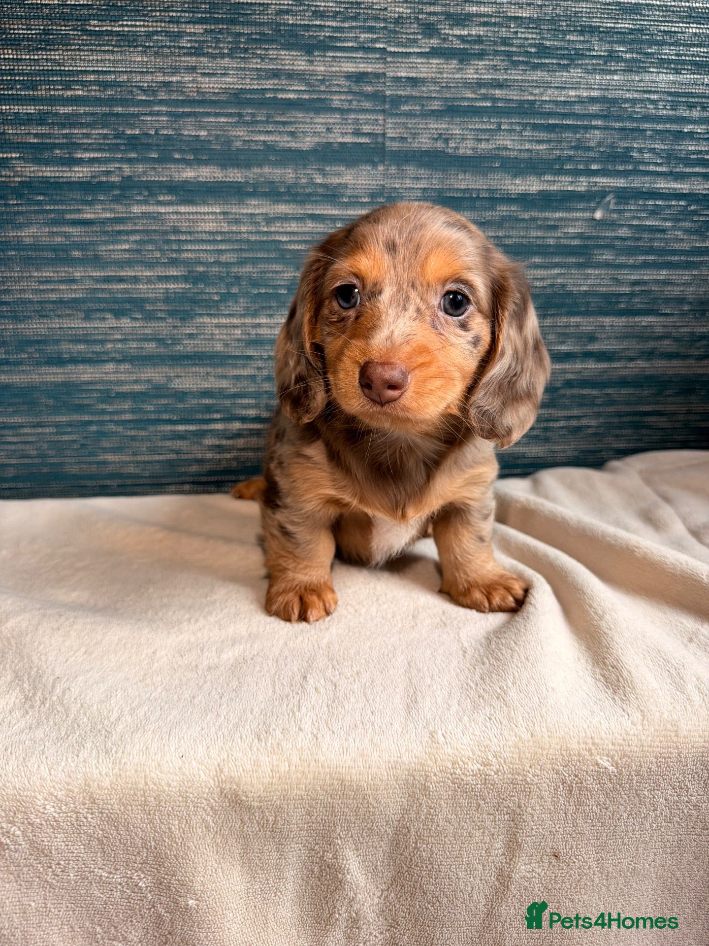 Miniature Dachshund dogs KC registered LONGHAIR MINIATURE DACHSHUNDS  - Advert 1