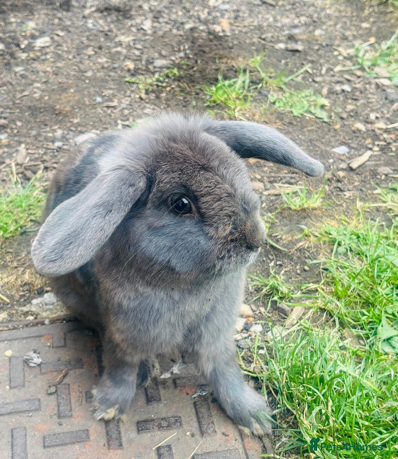 Mini Lop rabbits Mini lop grey - Advert 1