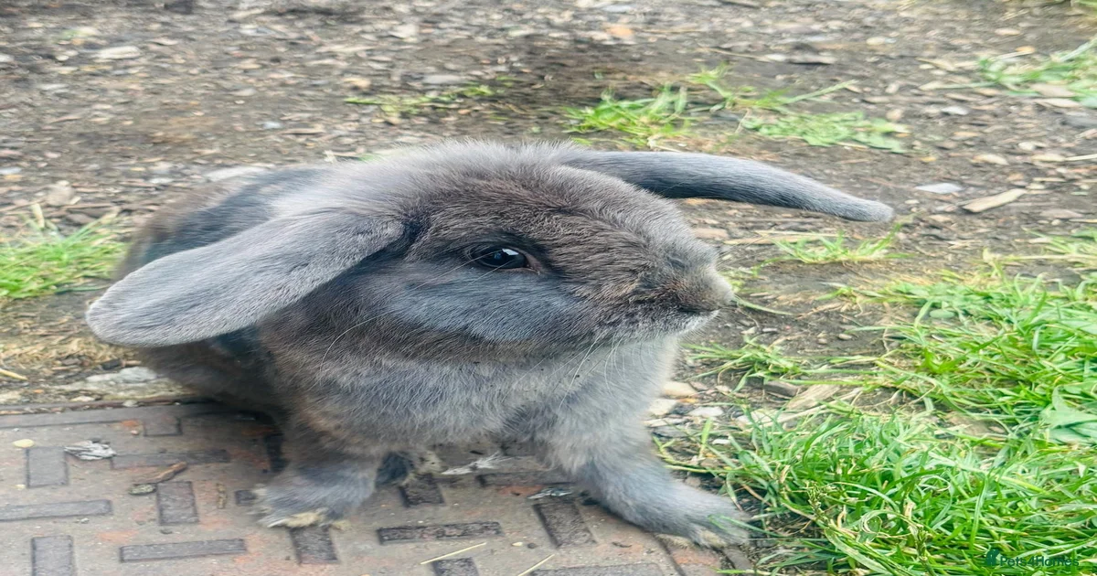 Rabbits for Sale for sale | Pets4Homes