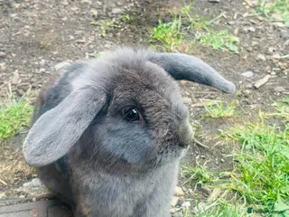 Mini Lop rabbits Mini lop grey - Advert 13