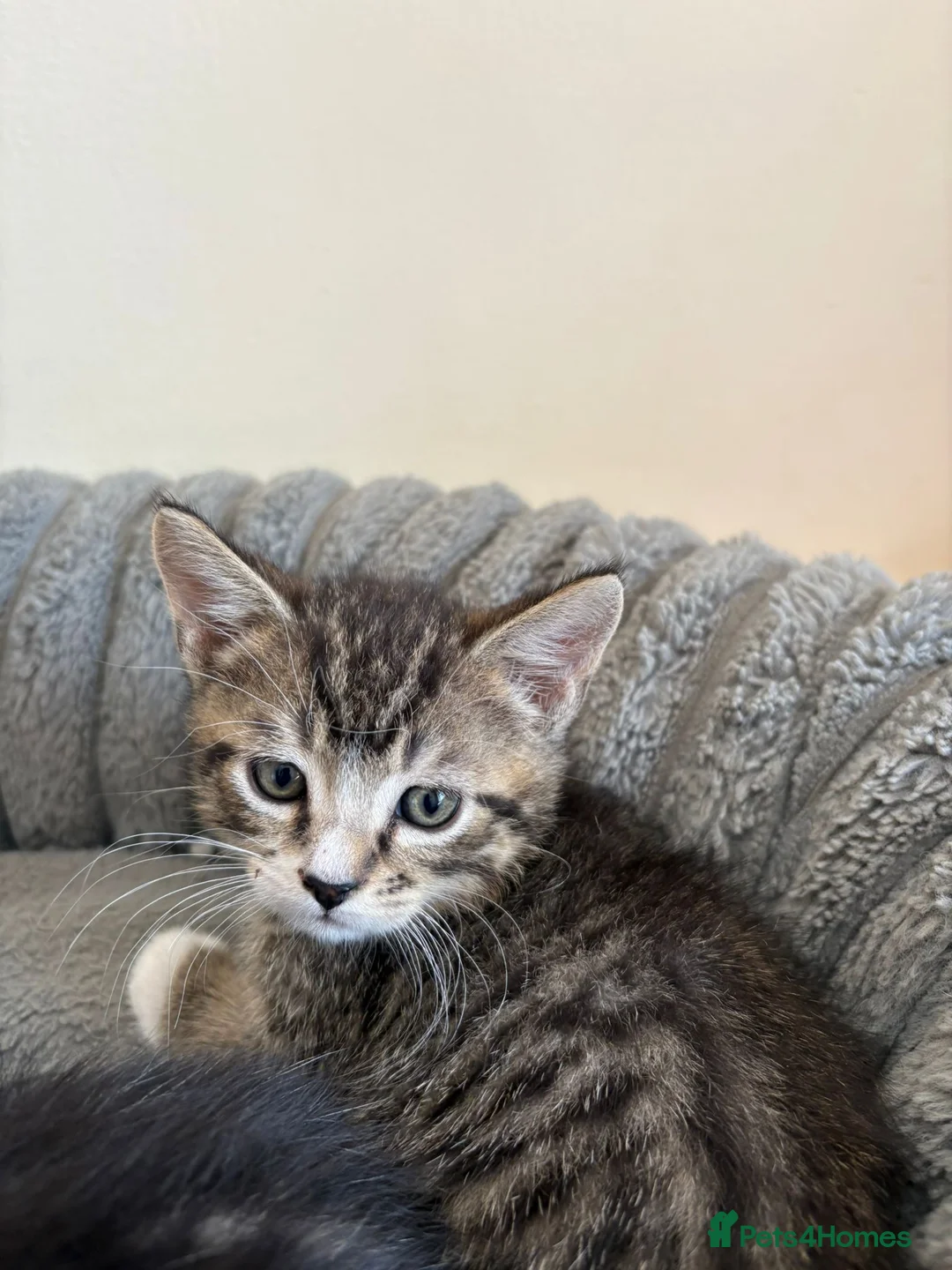 Mixed Breed cats for sale: Maine Coon Cross Kittens  - Advert 36