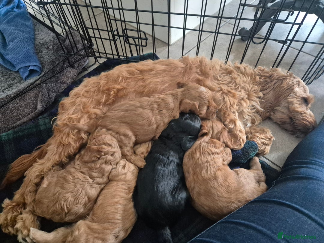 Cockapoo dogs for sale: Cockapoo pups for sale - Image 8