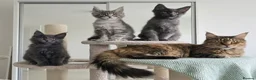 Maine Coon cats for sale: Maine Coon Kitten ready - Advert 16