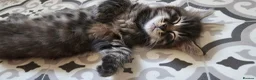 Mixed Breed cats for sale: Maine coon cross tabby - stunning fluffy kittens.. in Bridge of Weir - Advert 14