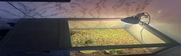 Hermann Tortoise reptiles for sale: 2 Hermann tortoises and table - Advert 4