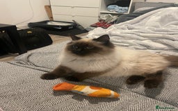 Ragdoll cats for sale: BonBon looking for his forever home  - Advert 4