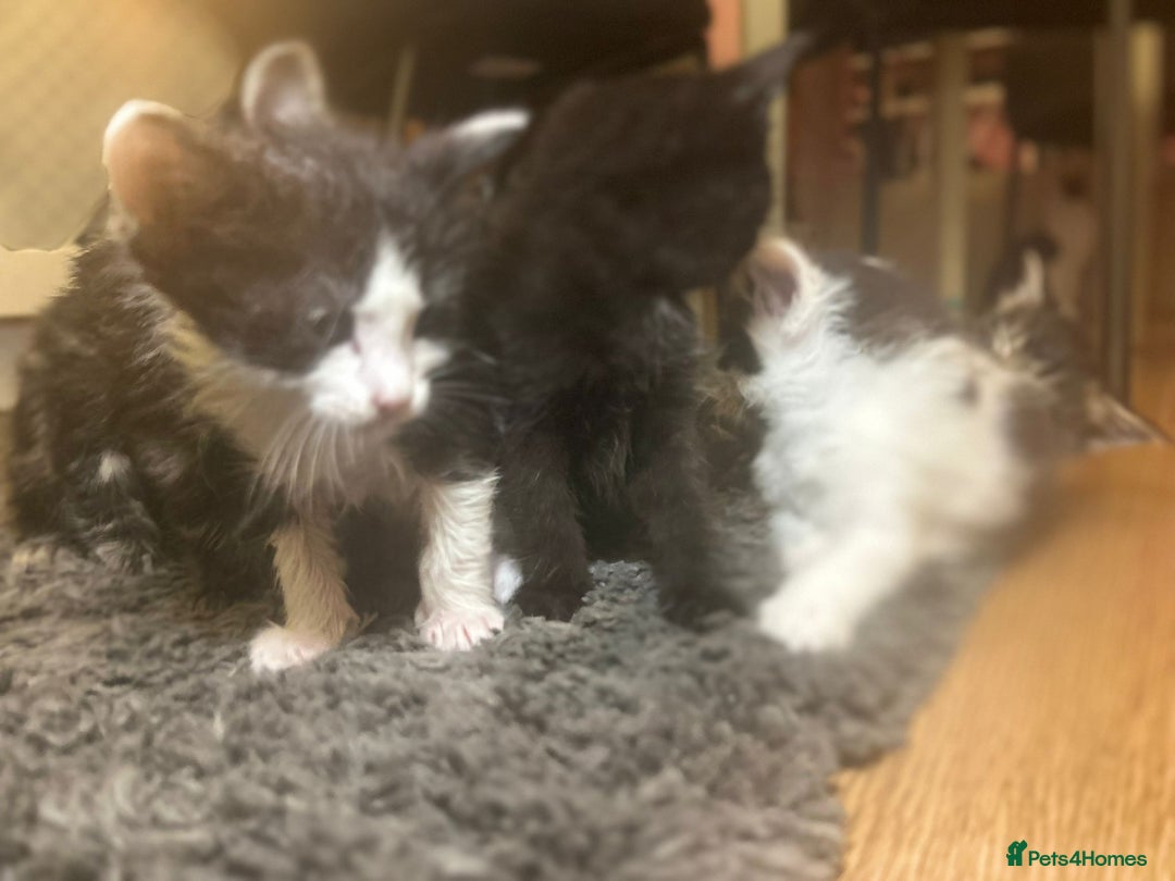 Mixed Breed cats for sale: Soft, Sweet, and Full of Fun…. - Advert 14