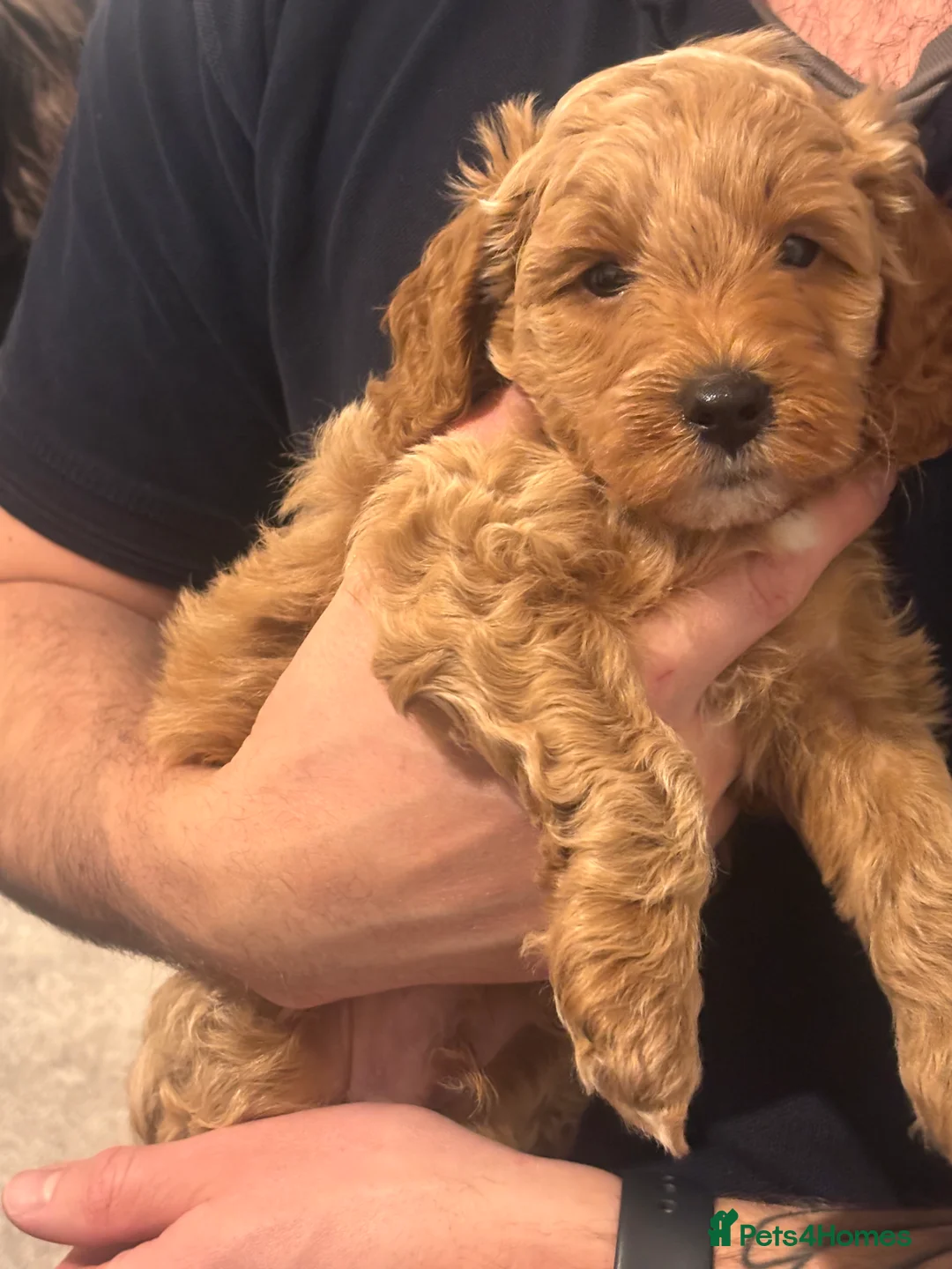 Cockapoo dogs for sale: Beautiful cockapoo puppies for sale  - Advert 9