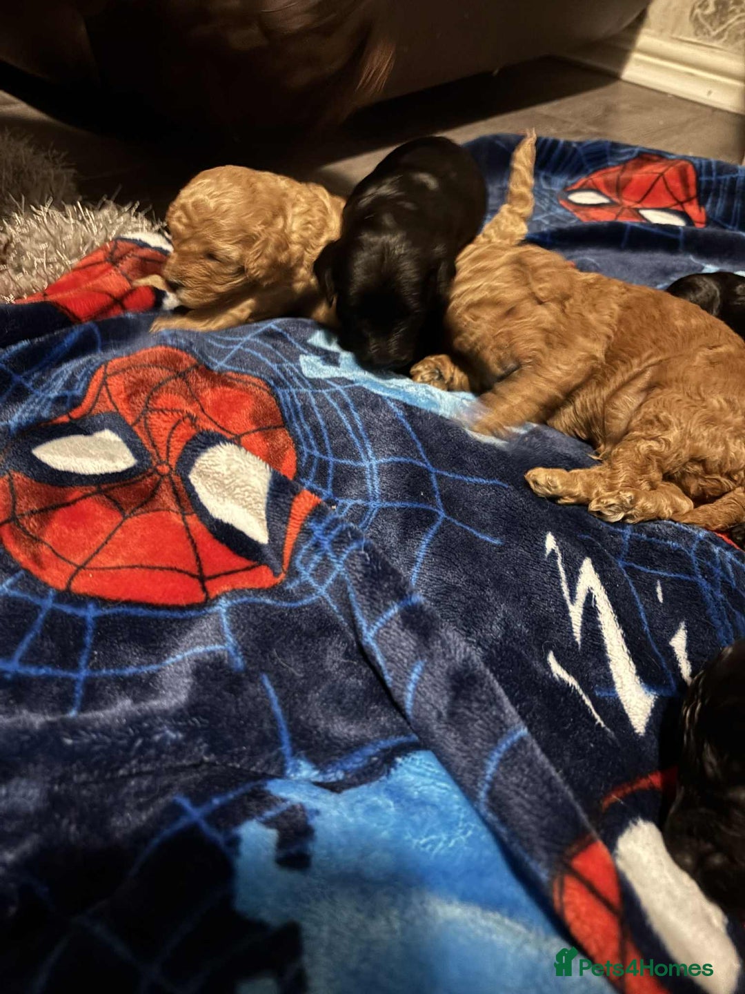 Cockapoo dogs for sale: 1 LEFT Toy f1b cokapoos🐶🐶 - Advert 19