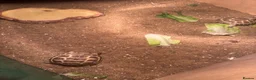 Tortoise reptiles for sale: Beautiful baby tortoises for Sale - Advert 2