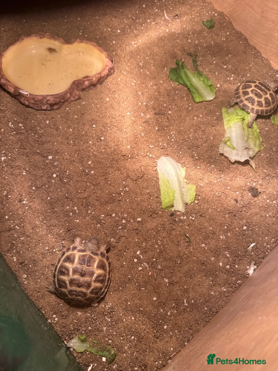 Tortoise reptiles for sale: Beautiful baby tortoises for Sale - Advert 2