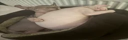 Sphynx cats for sale: Beautiful SphynxBoys Looking for the Perfect Home  - Advert 16