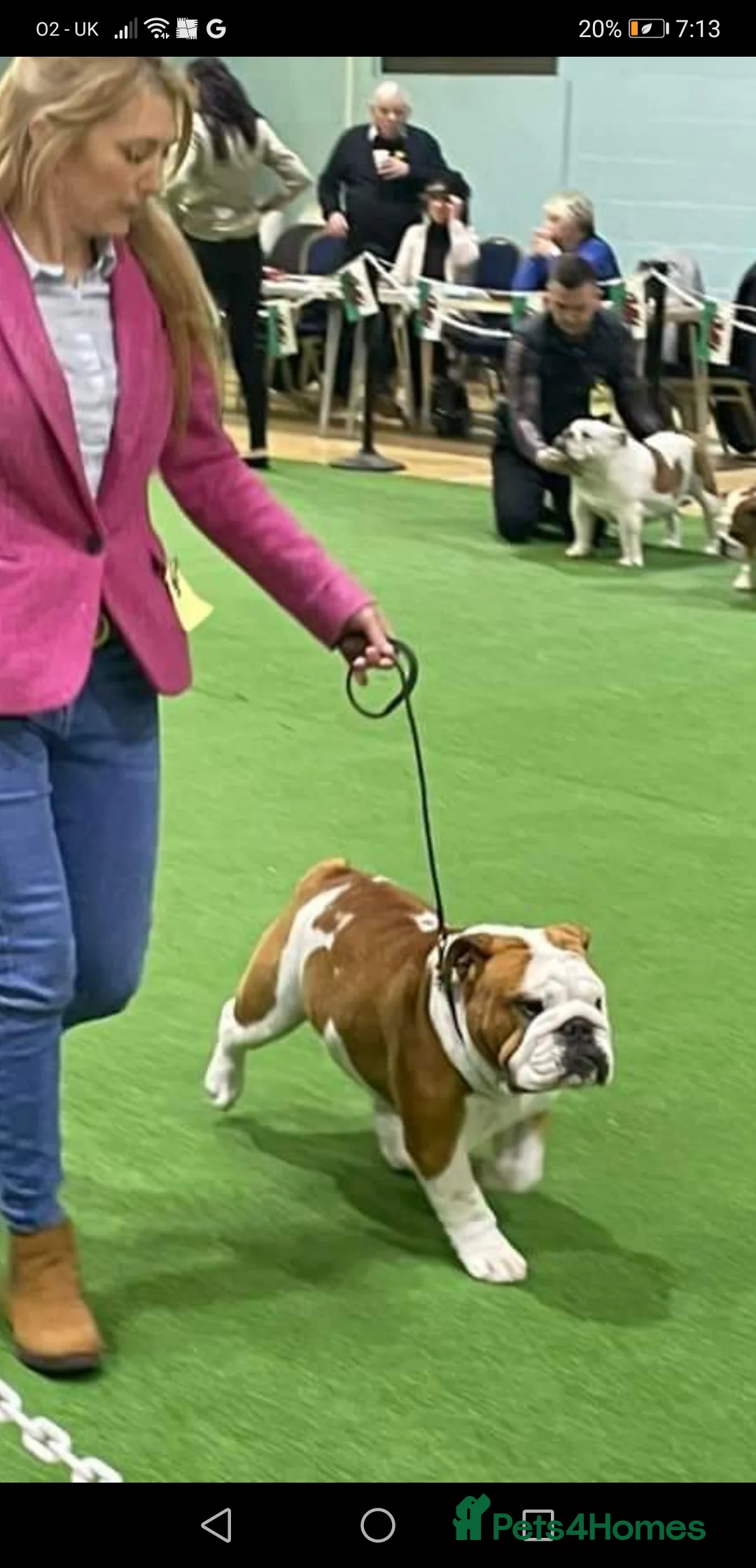 English Bulldog dogs for stud: UK CHAMPION 🏆 health tested.  in Bradford - Advert 11