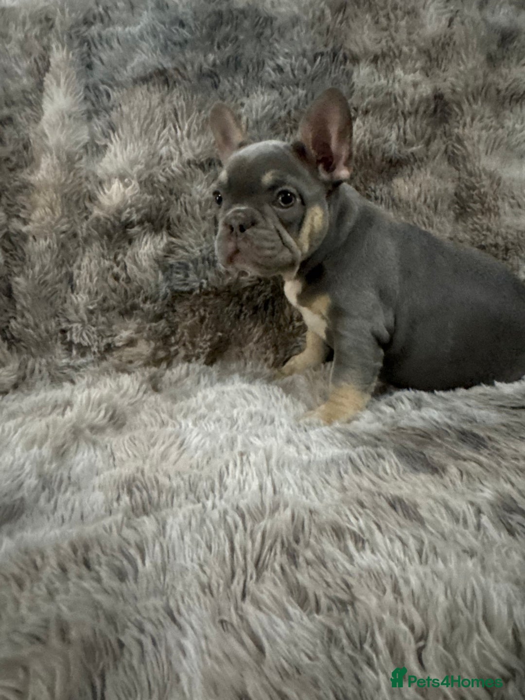 French Bulldog dogs for sale: Last girl left  - Advert 38