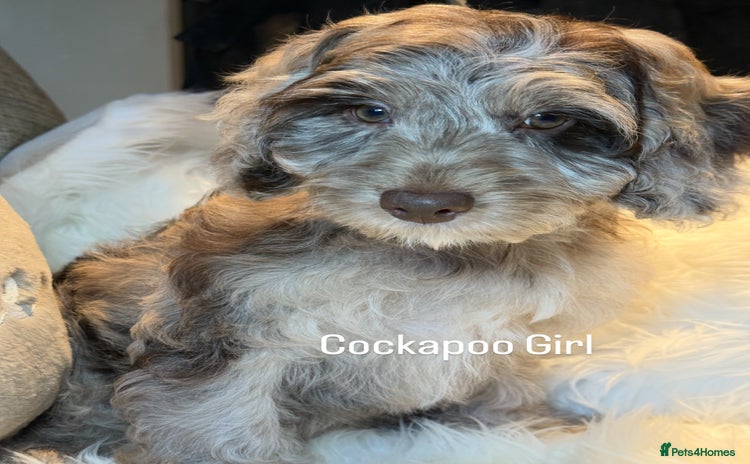 Cockapoo dogs Choc Merle F1 Cockapoo girl fully vaccinated  - Advert 2