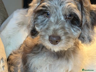 Cockapoo dogs Choc Merle F1 Cockapoo girl fully vaccinated - Advert 4