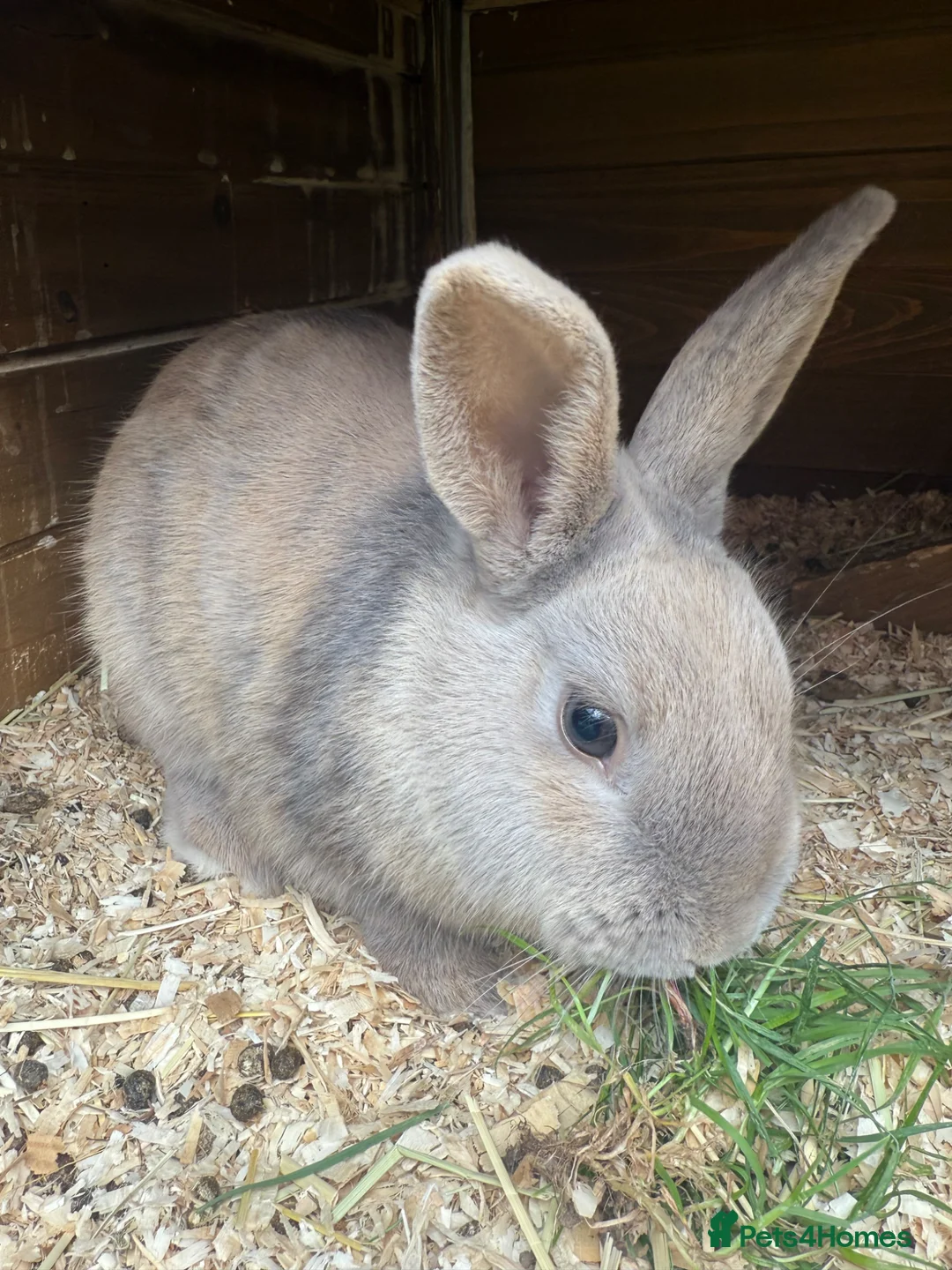 Mixed Breed rabbits for sale: Baby Bunnies for sale - SERIOUS ENQUIRIES ONLY in Nuneaton - Advert 11