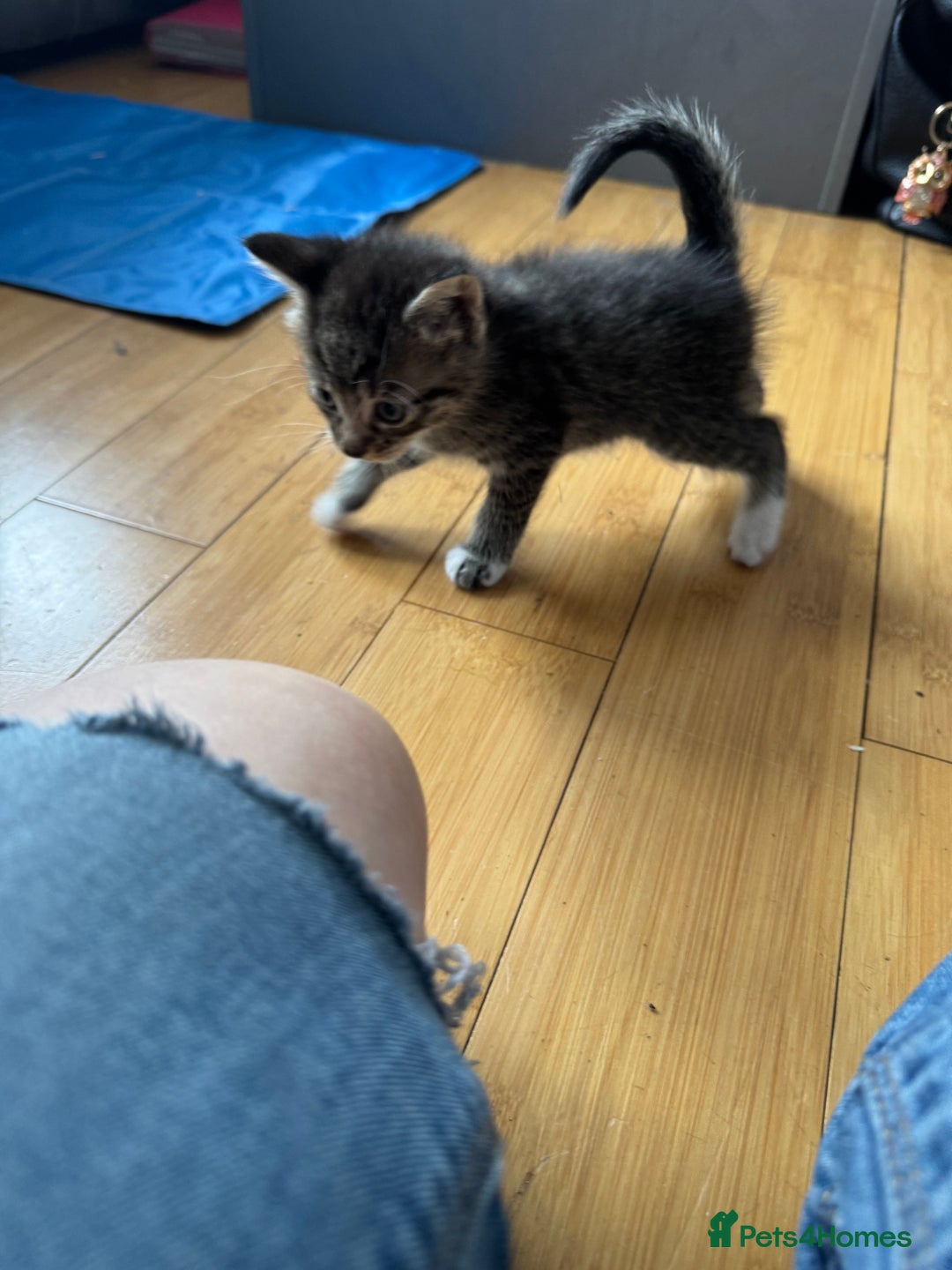 Domestic Shorthair cats for sale: 5 short/fluffy domestic kittens  - Image 20