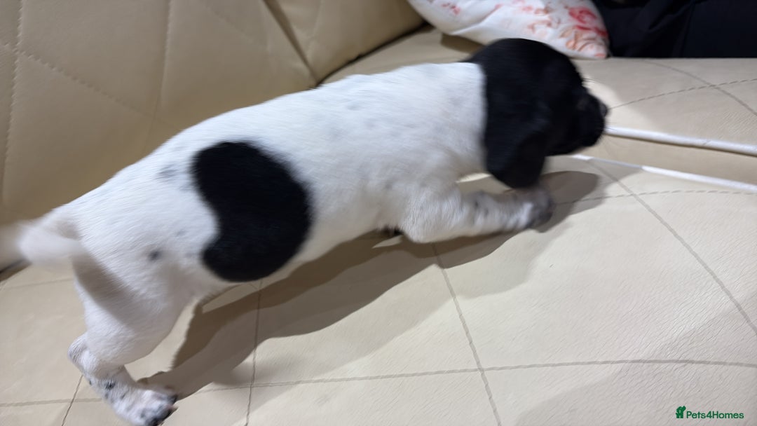 Jack Russell dogs for sale: Jack Russell - Advert 17