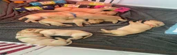Labrador Retriever dogs for sale: Labrador Retriever,  - Advert 2
