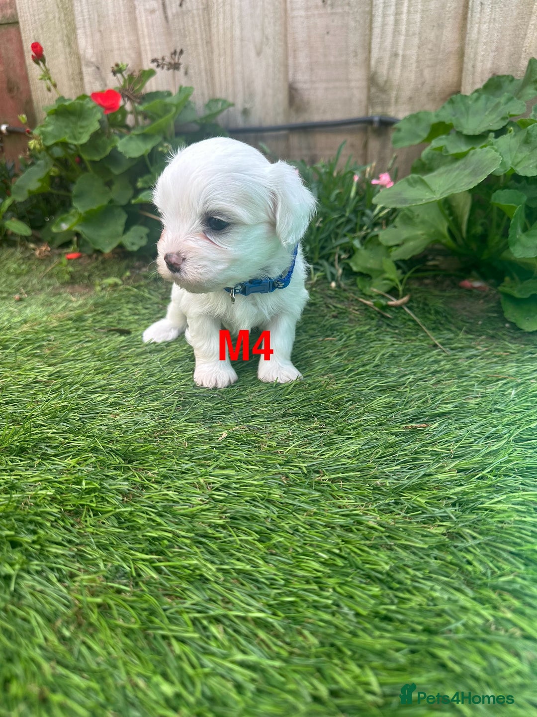 Bichon Frise dogs for sale: 6 Little puppies Bichon frise - Image 5