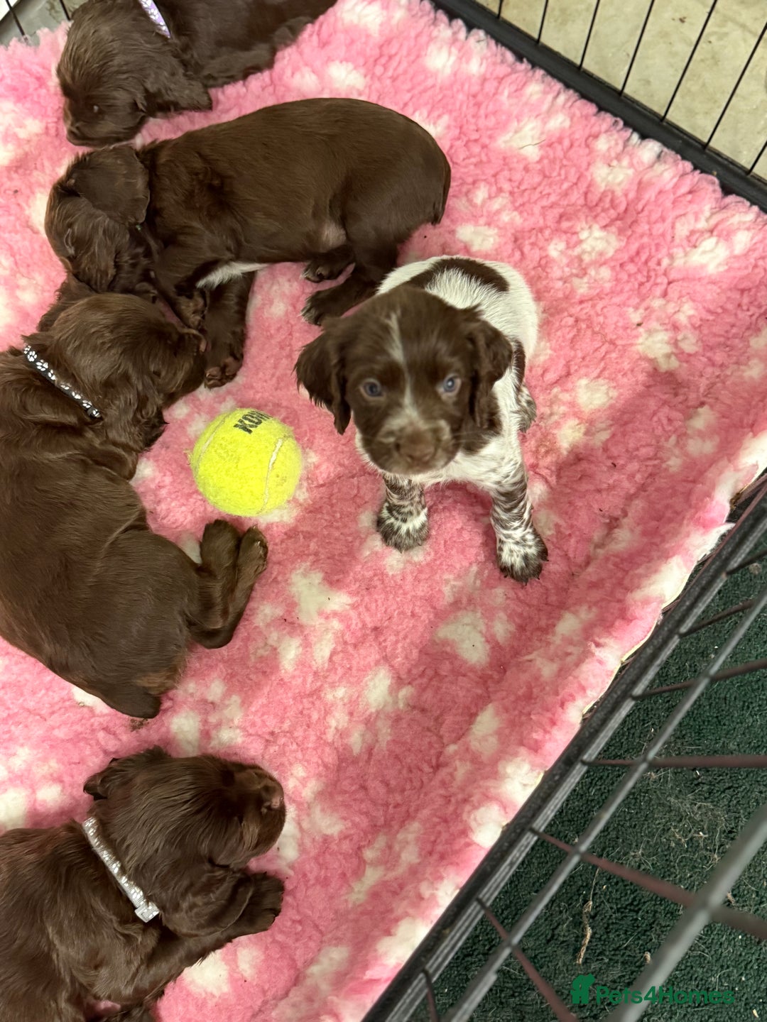 Cocker Spaniel dogs for sale: Working cocker spainel Puppys Ready to leave  - Image 8