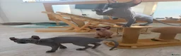 Sphynx cats for sale: Stunning sphinx kittens ready now - Advert 5