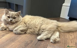 Scottish Fold cats for sale: Bear - 7 Months old Scottish straight  - Image 1