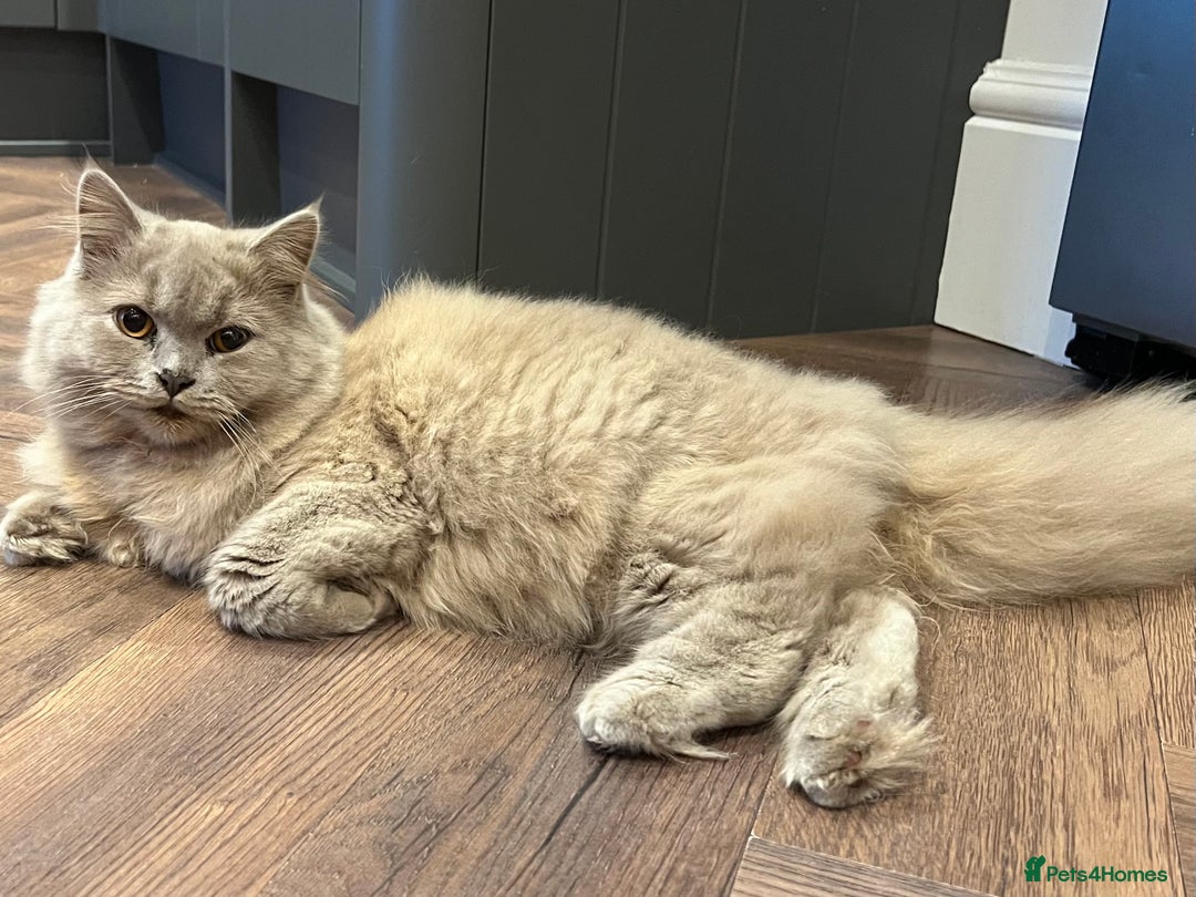 Scottish Fold cats for sale: Bear - 7 Months old Scottish straight  - Image 1