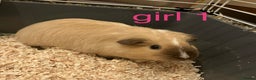 Guinea Pig rodents for sale: 6 Guinea Pigs - Free - Advert 1
