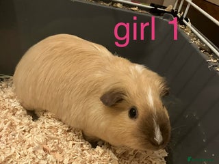 Guinea Pig rodents 6 Guinea Pigs - Free - Advert 1