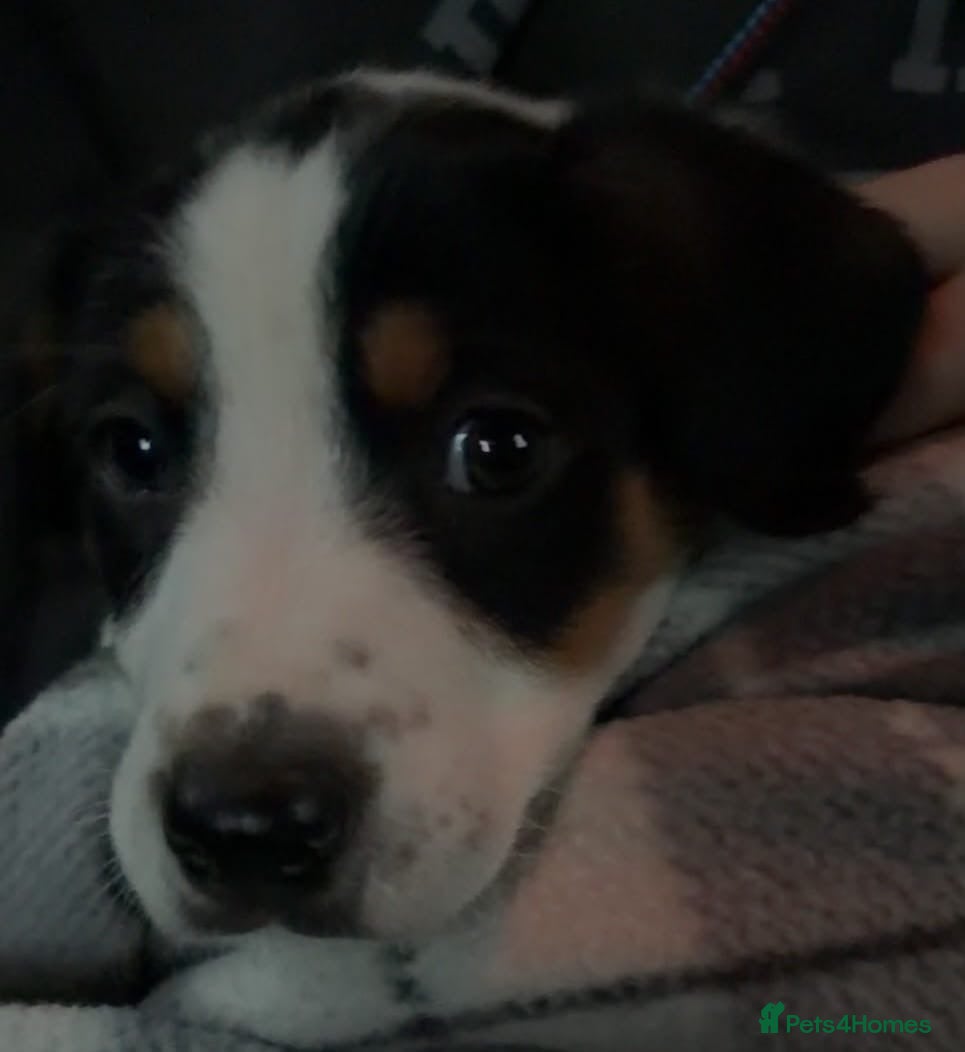Mixed Breed dogs Border Collie x Huntaway - Advert 1