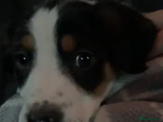 Mixed Breed dogs Border Collie x Huntaway - Advert 1