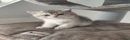 British Shorthair cats for sale: British golden chinchilla male  - Advert 7