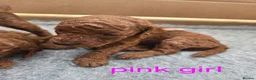 Cavapoo dogs for sale: Deep Red f1b toy cavapoos, health tested parents  - Advert 2