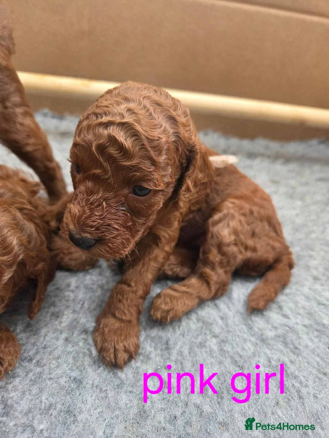 Cavapoo dogs for sale: Deep Red f1b toy cavapoos, health tested parents  - Advert 2