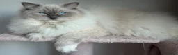 Ragdoll cats for sale: Blue mitted female ragdoll - Advert 4