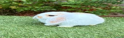 Mini Lop rabbits for sale: Pure bred mini lops .  - Advert 8