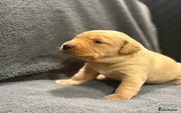 Labrador Retriever dogs for sale: Labrador pups, well-socialised & family raised - Image 14