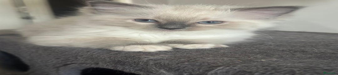 Ragdoll Kitten 5