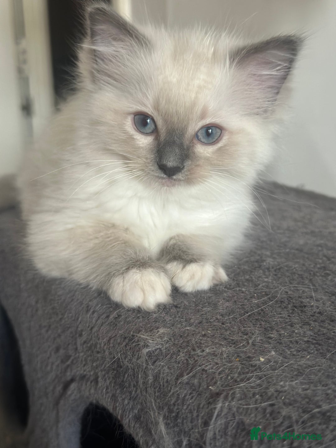 Ragdoll cats for sale: Pure Ragdoll kittens available 🐱🐾 - Image 21