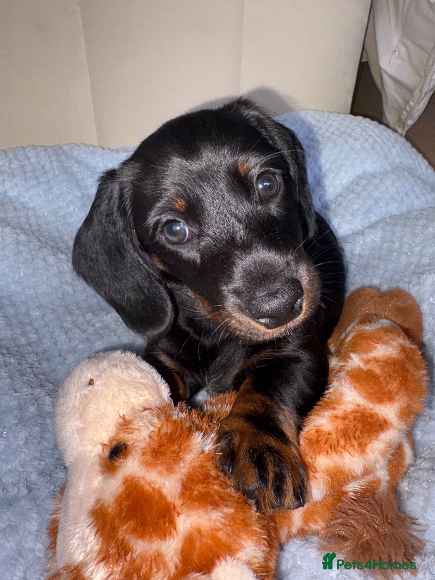 Miniature Dachshund dogs Beautiful Miniature dachshund puppy🐾❤️ - Advert 1