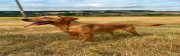 Labrador Retriever dogs for sale: KC Labrador Female in Alfreton - Advert 4