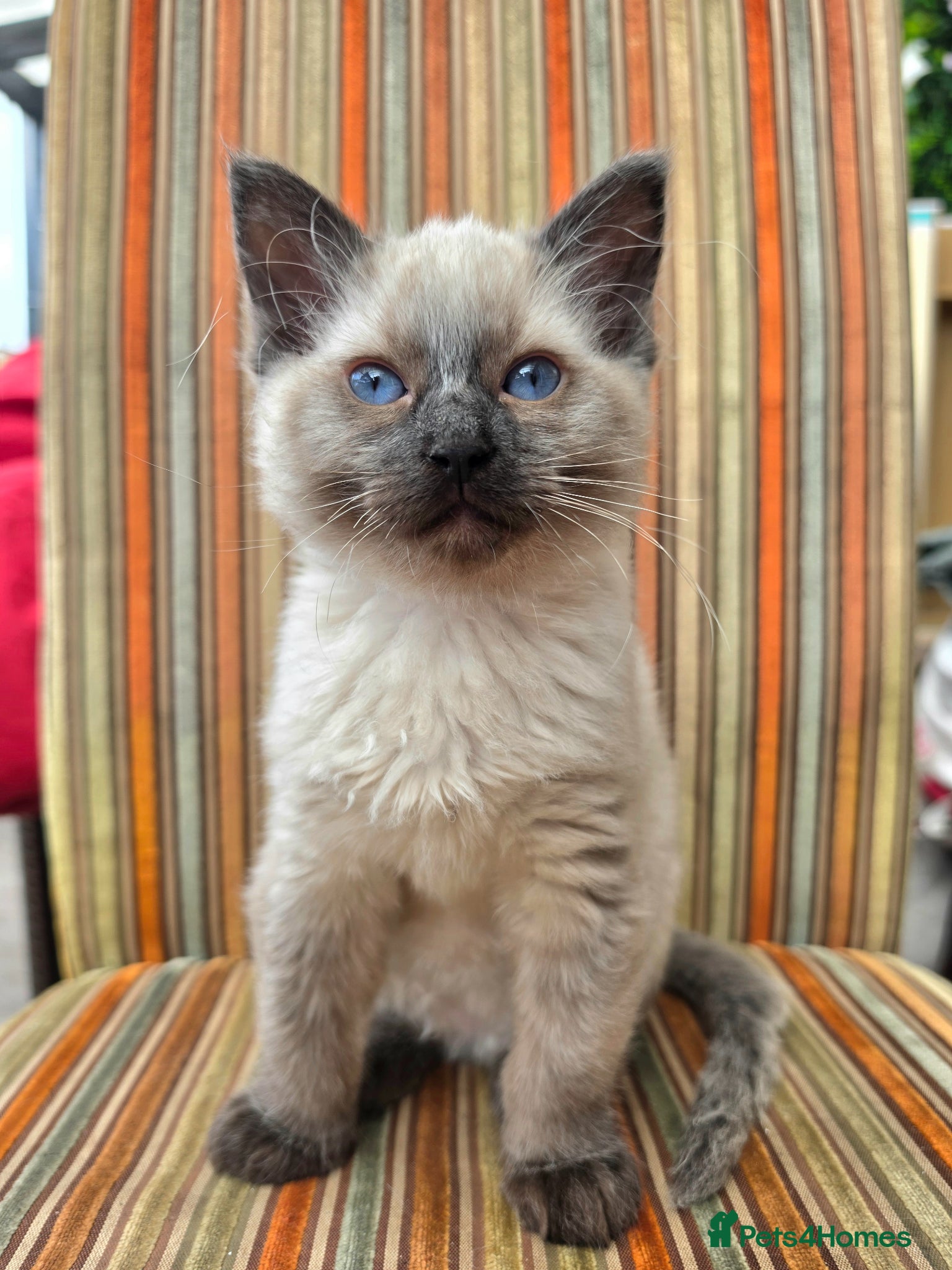 Ragdoll cats Ragdoll boy 🩵 - Advert 1